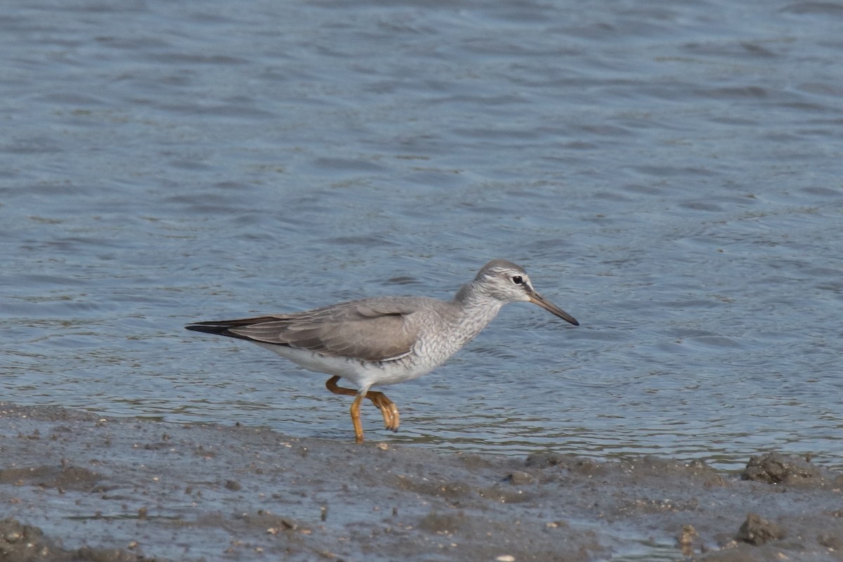 Chevalier de Sibérie - ML644312805