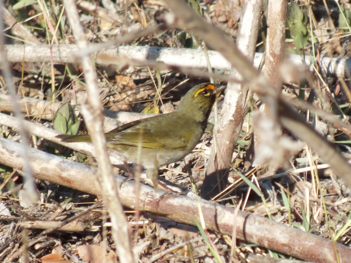 Yellow-faced Grassquit - ML644312806
