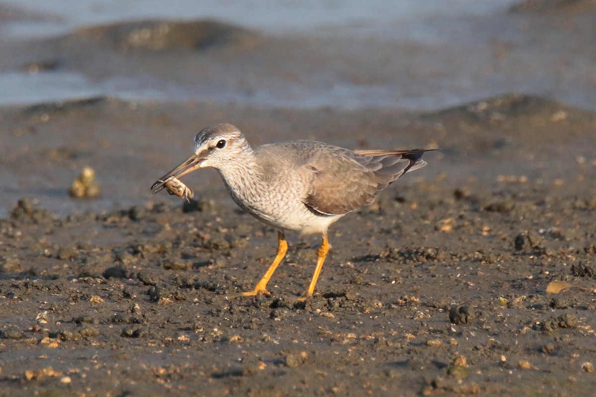 Chevalier de Sibérie - ML644312813