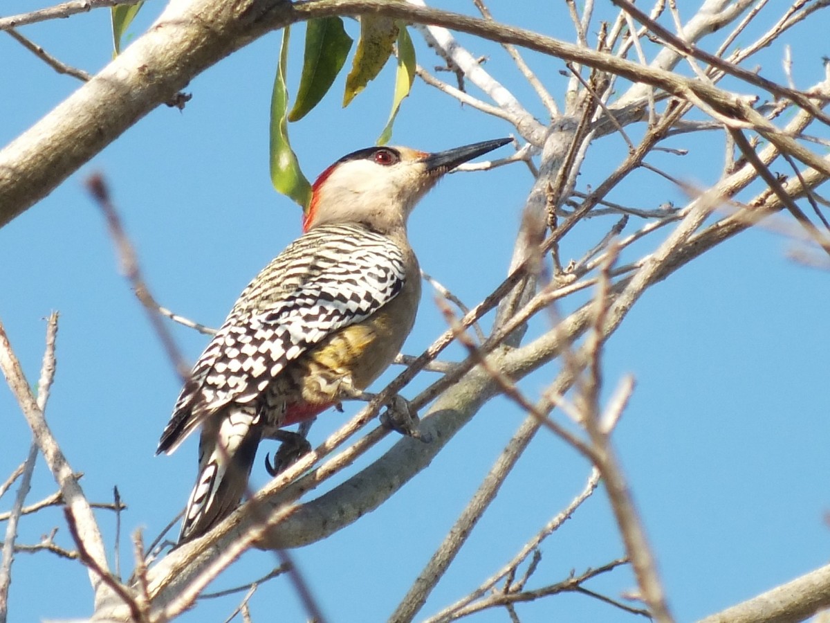 Carpintero Antillano - ML644312814