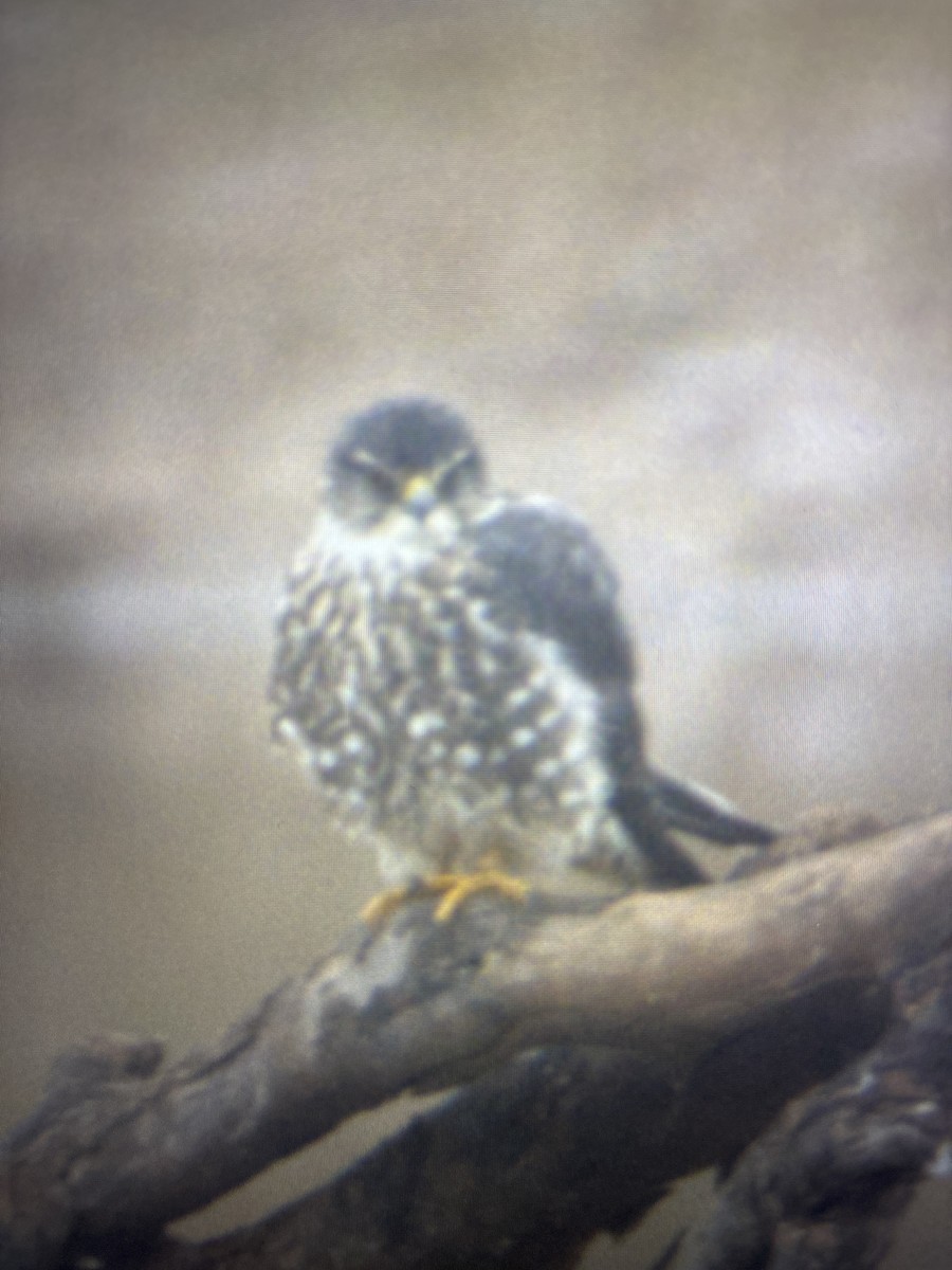 Merlin - ML644312820