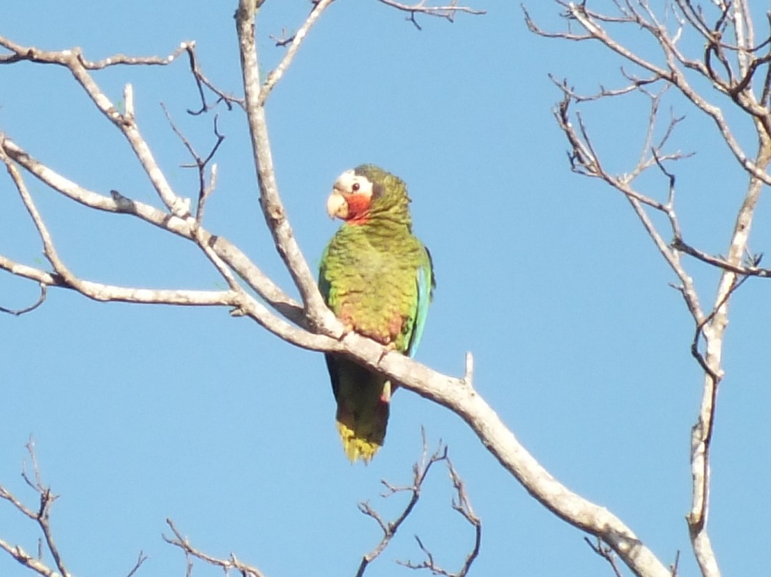 amazoňan kubánský - ML644312822