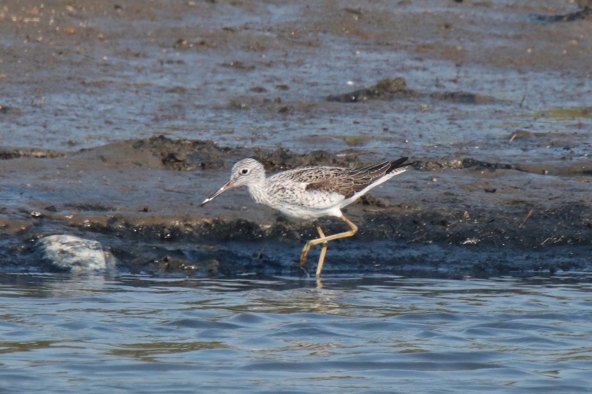 Chevalier aboyeur - ML644312823