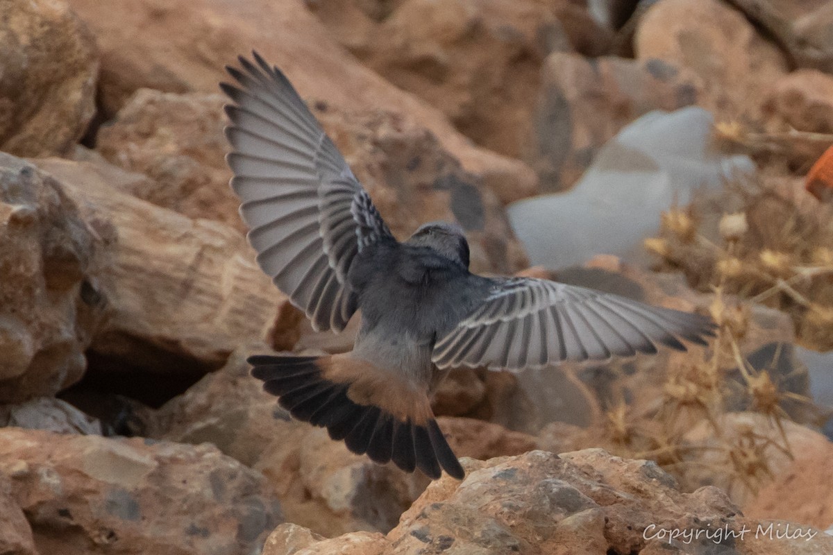 Red-rumped Wheatear - ML644312825
