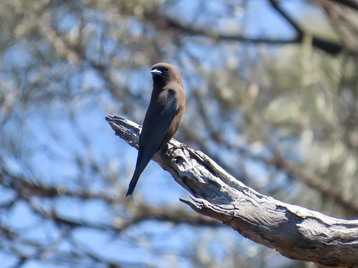 Little Woodswallow - ML644312826