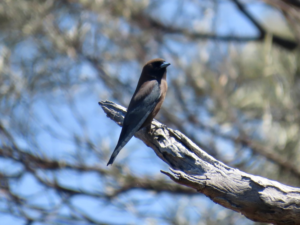 Little Woodswallow - ML644312827