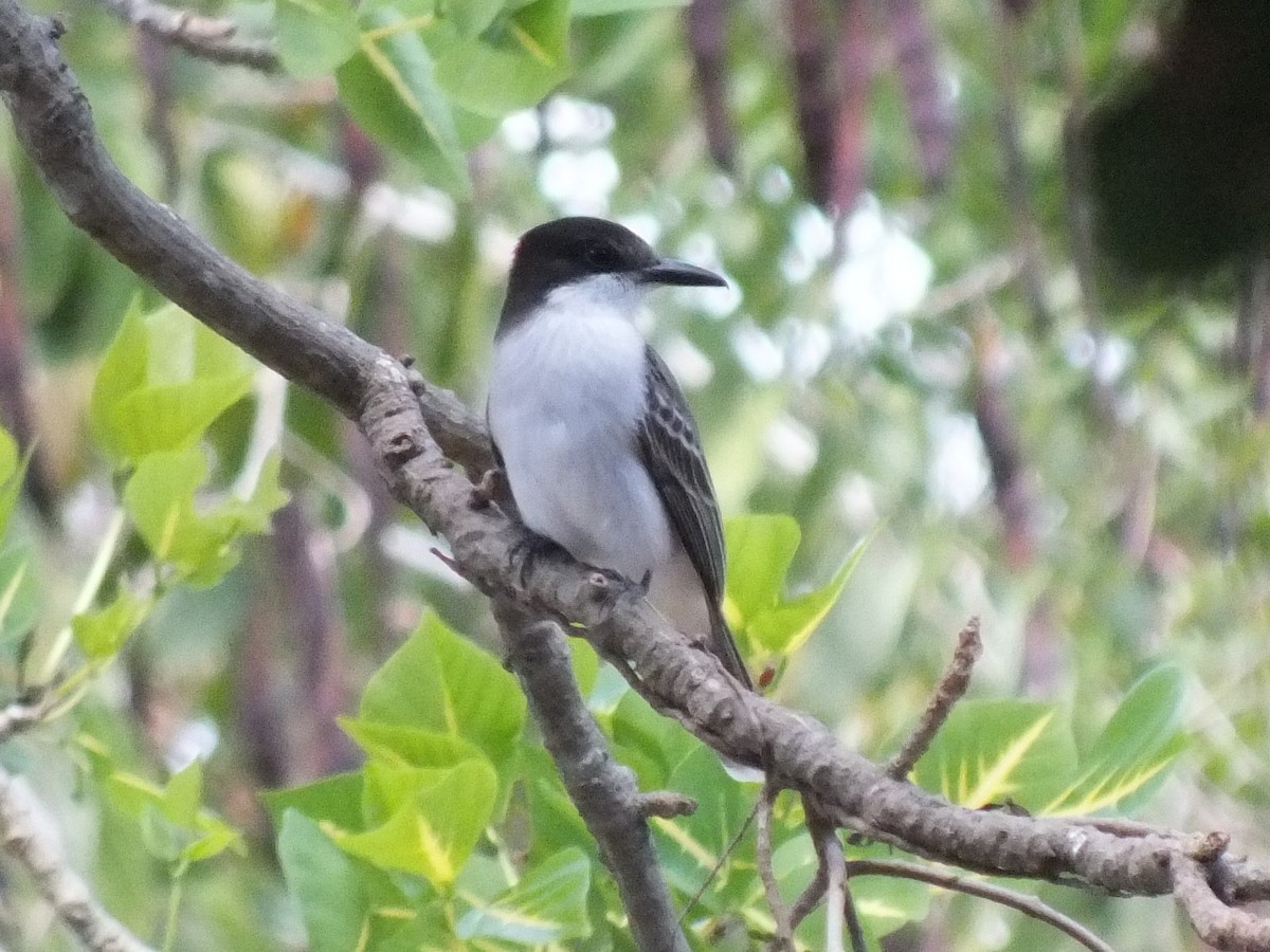 Loggerhead Kingbird - ML644312828