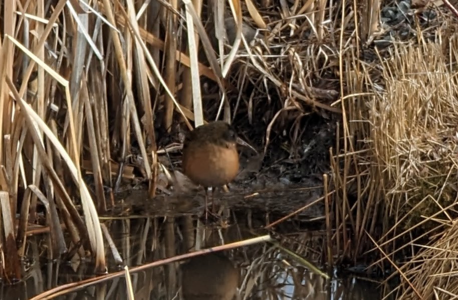 Virginia Rail - ML644312829