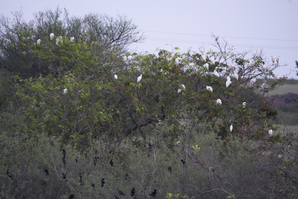 Little Cormorant - ML644312830