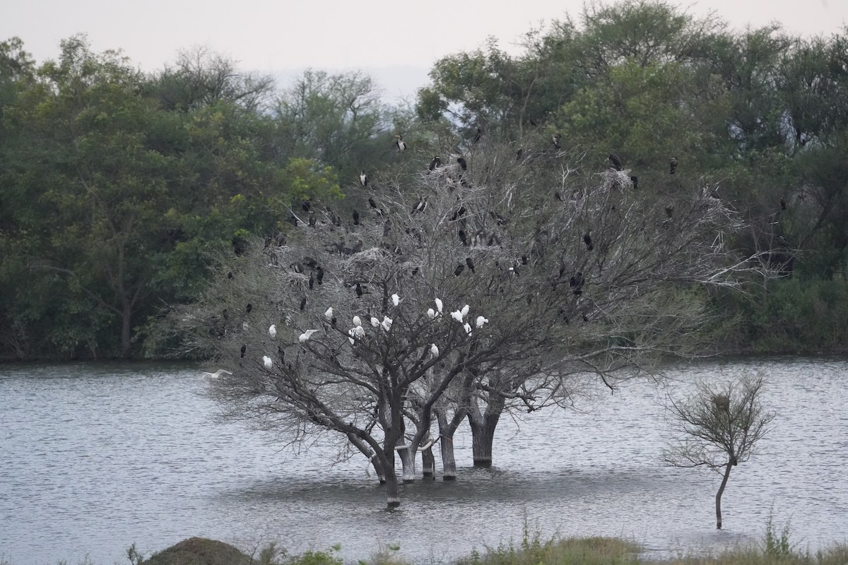 Little Cormorant - ML644312831