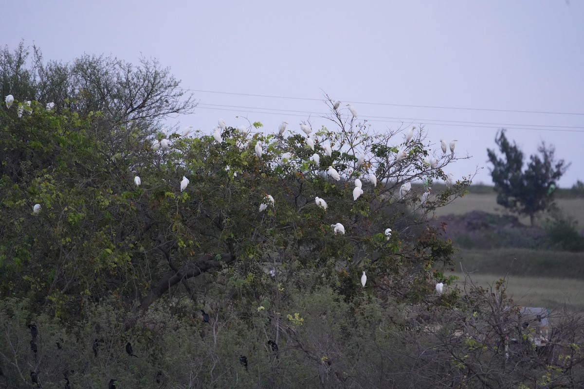 Little Cormorant - ML644312832