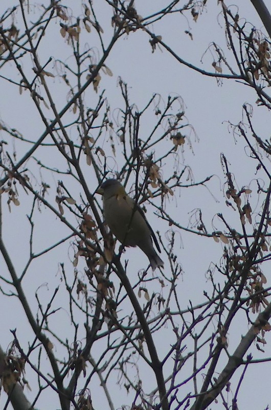 Evening Grosbeak - ML644312833