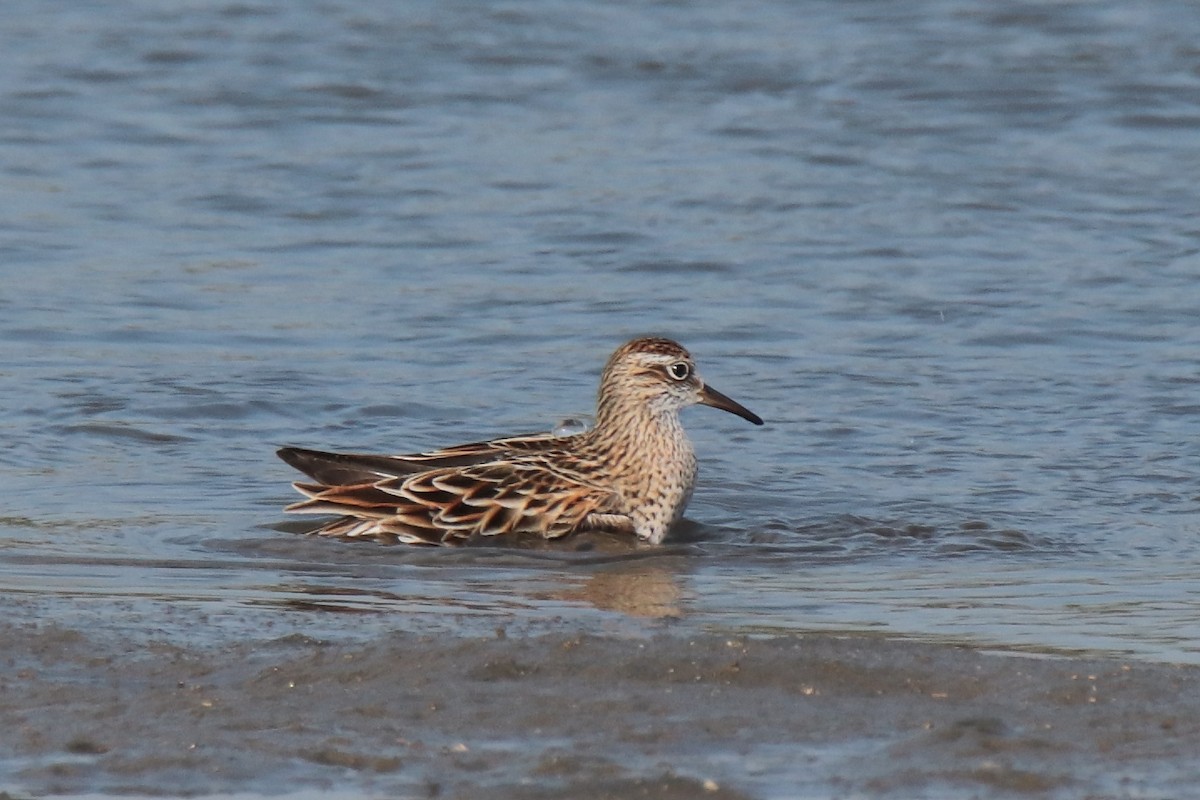 Bécasseau à queue pointue - ML644312842