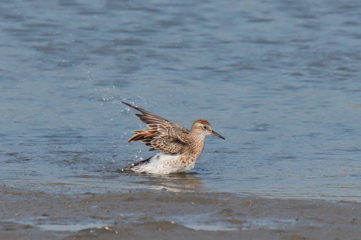 Bécasseau à queue pointue - ML644312843