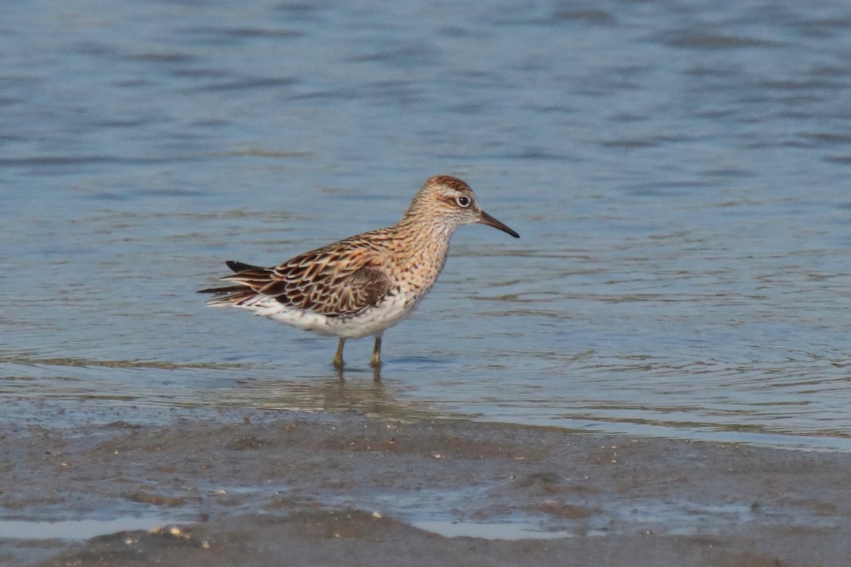 Bécasseau à queue pointue - ML644312844