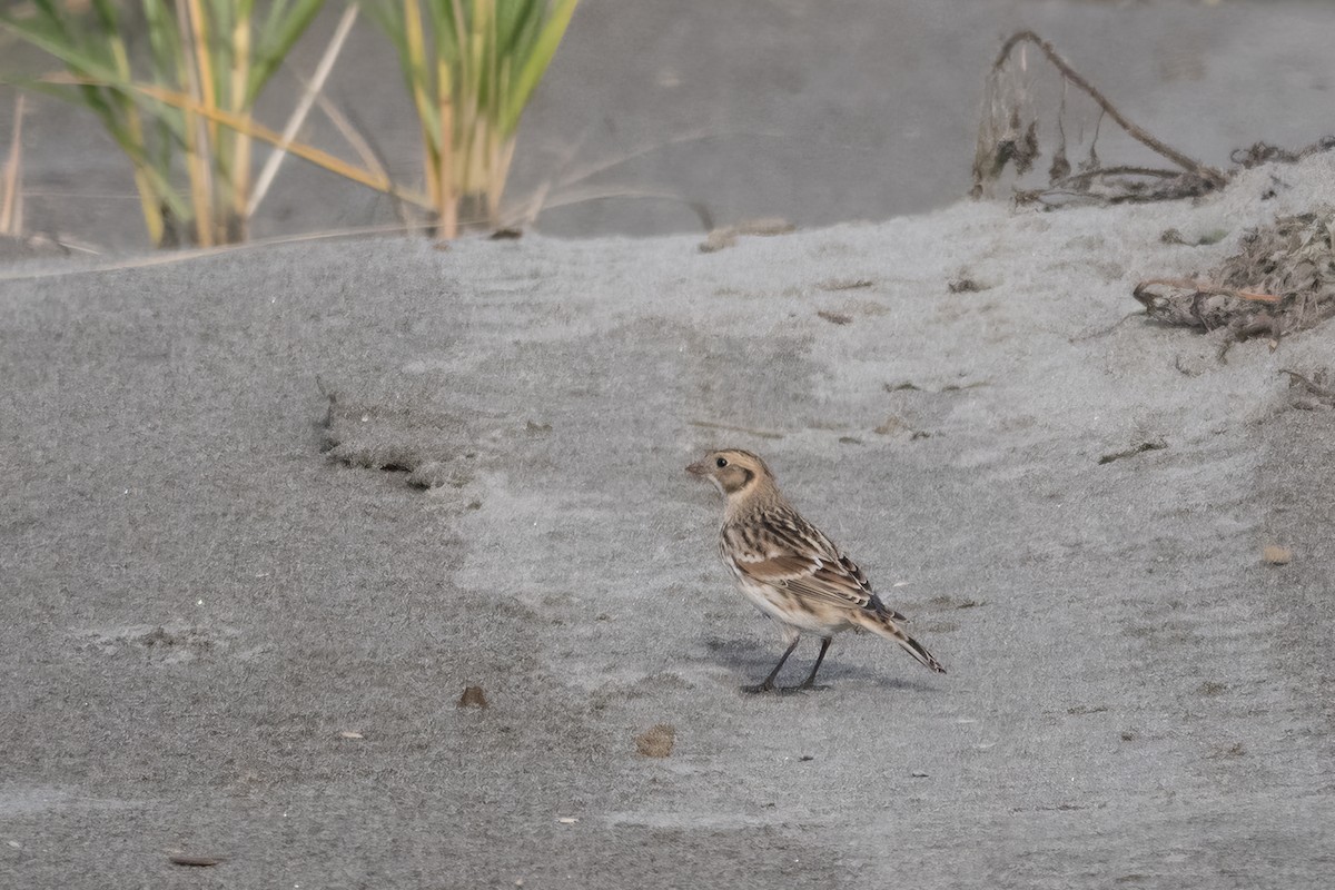 Lapland Longspur - ML644312851