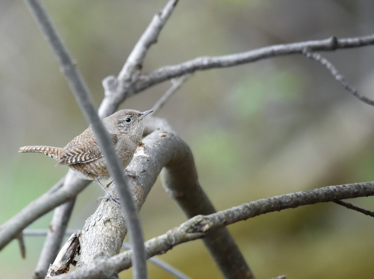 střízlík zahradní - ML644312852