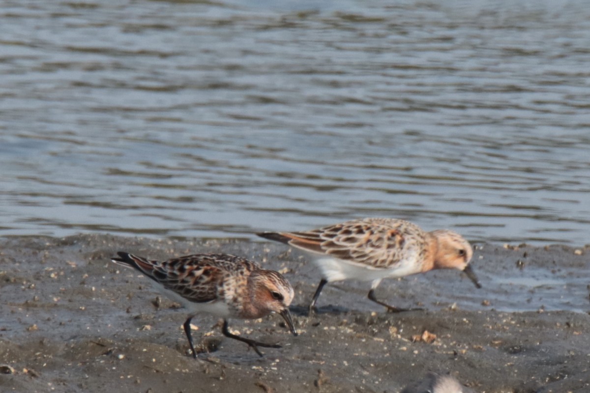 Bécasseau à col roux - ML644312853