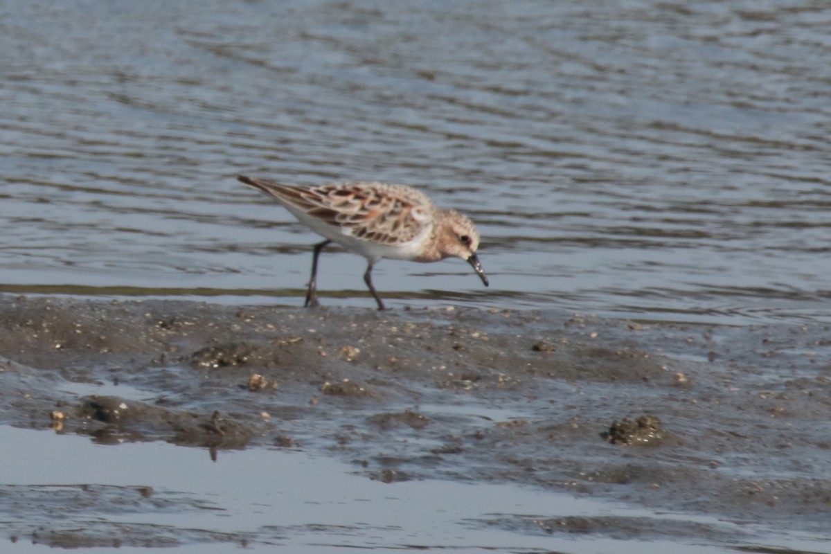 Bécasseau à col roux - ML644312854