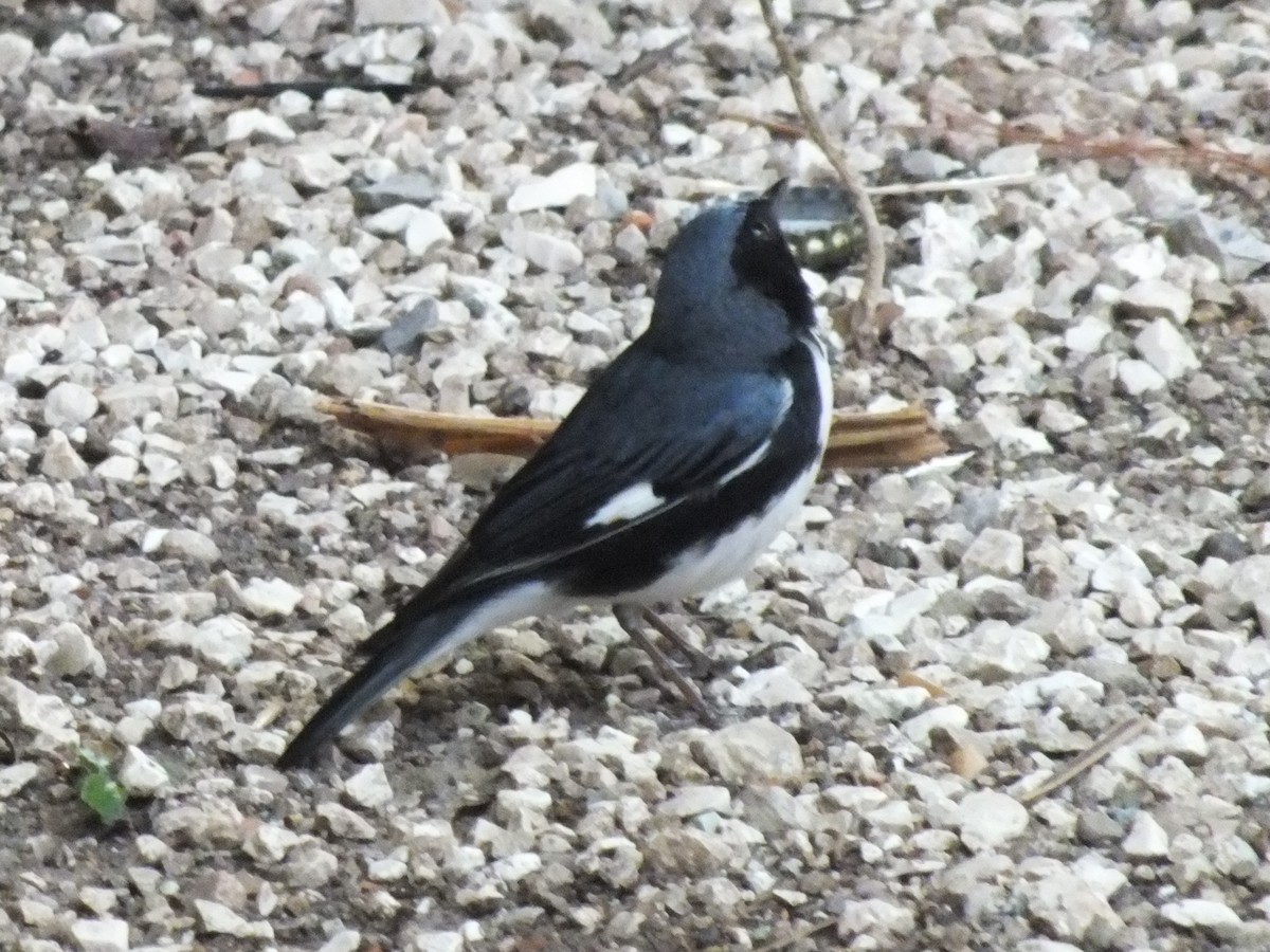 Black-throated Blue Warbler - ML644312856