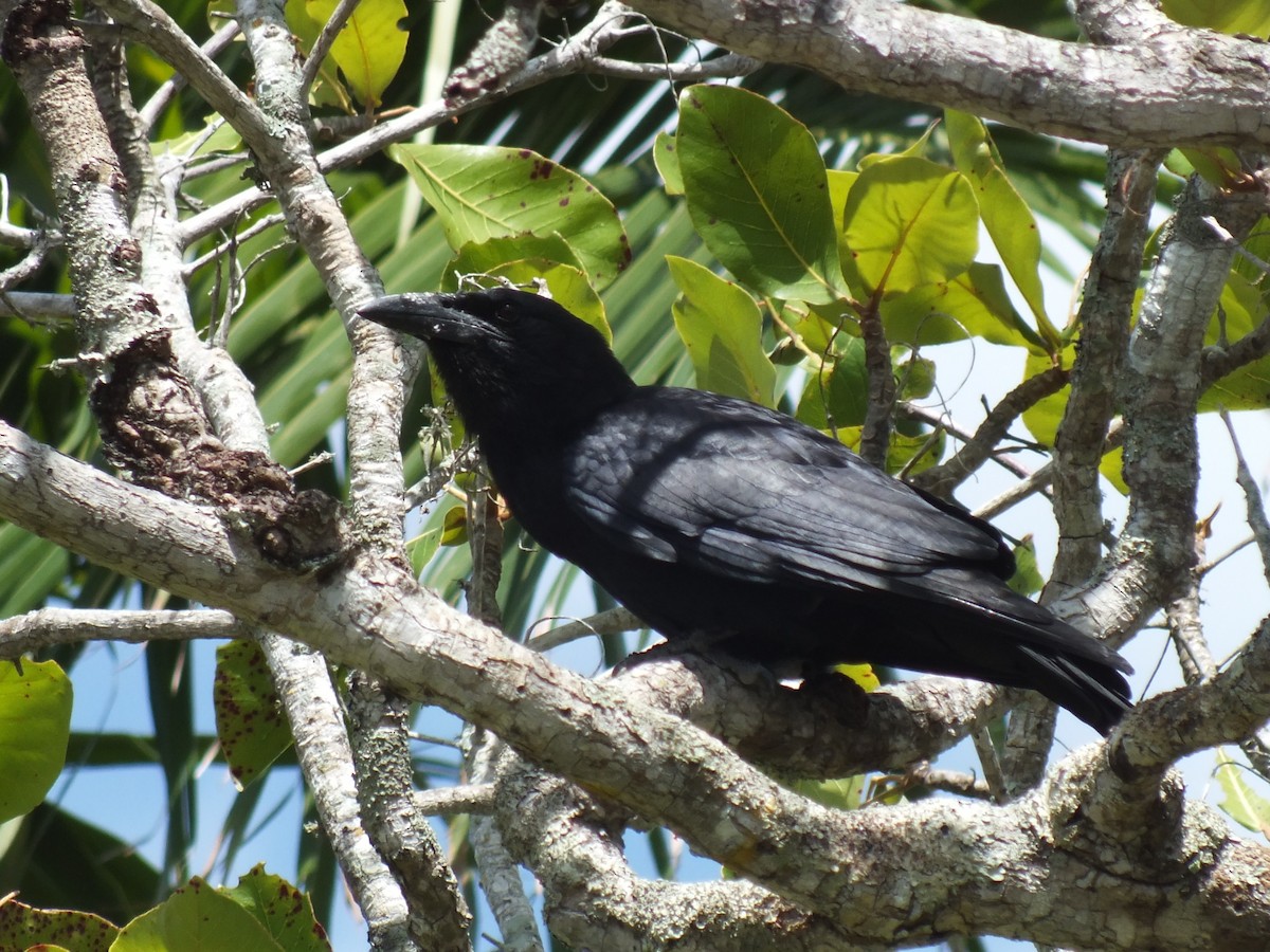Cuban Crow - ML644312859