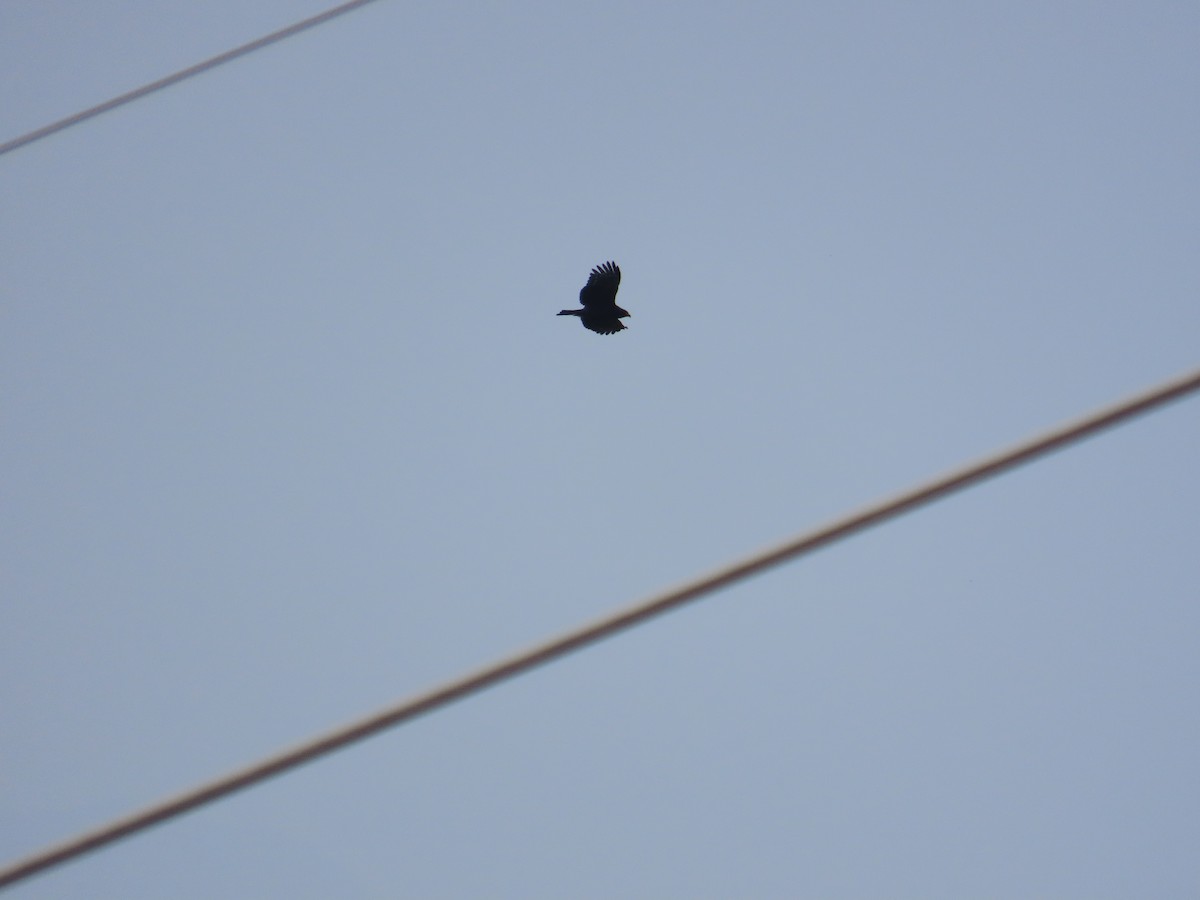 Crested Serpent-Eagle - ML644312860