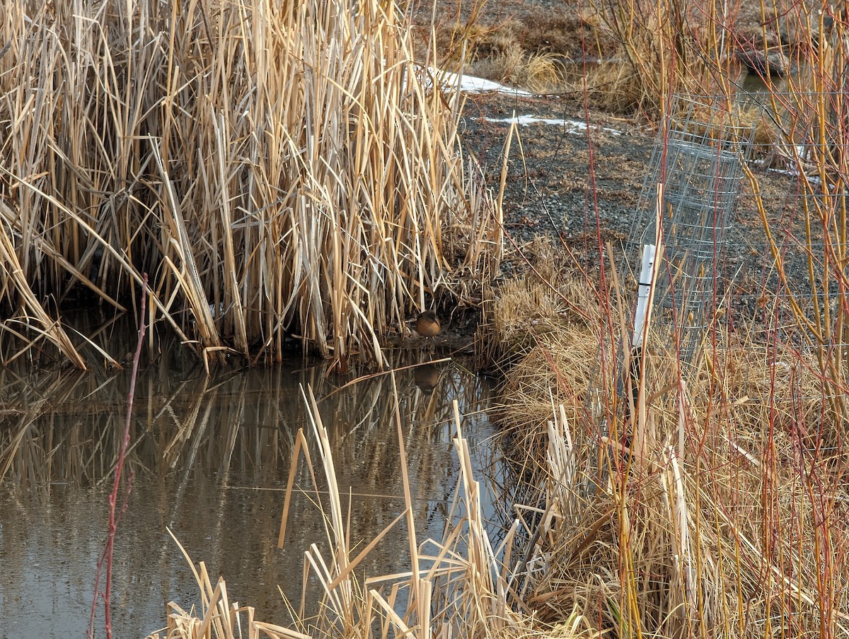 Virginia Rail - ML644312861