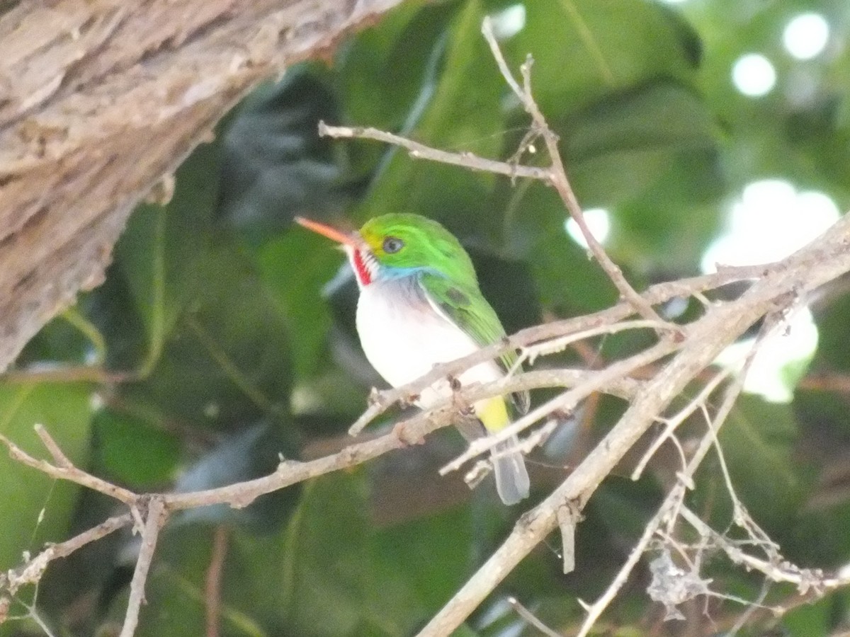 Cuban Tody - ML644312867