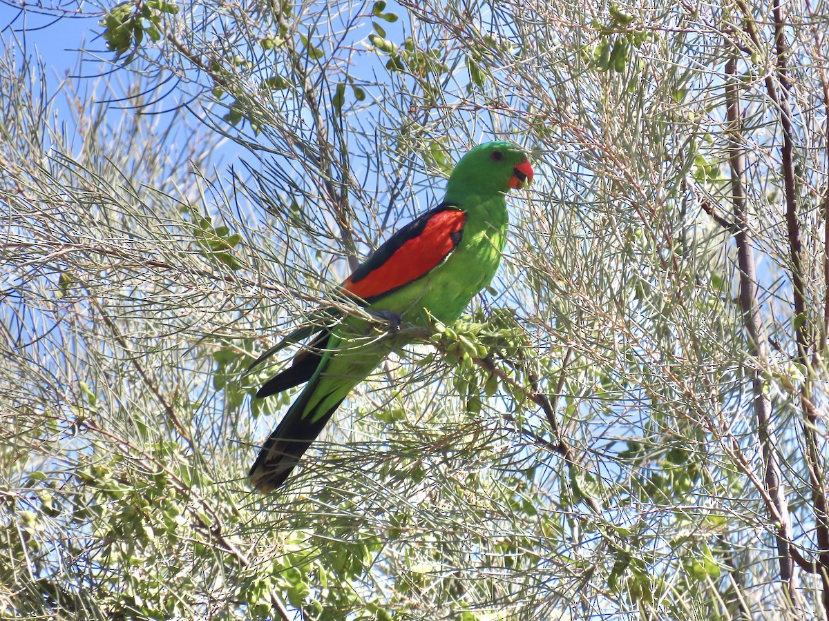 Red-winged Parrot - ML644312870