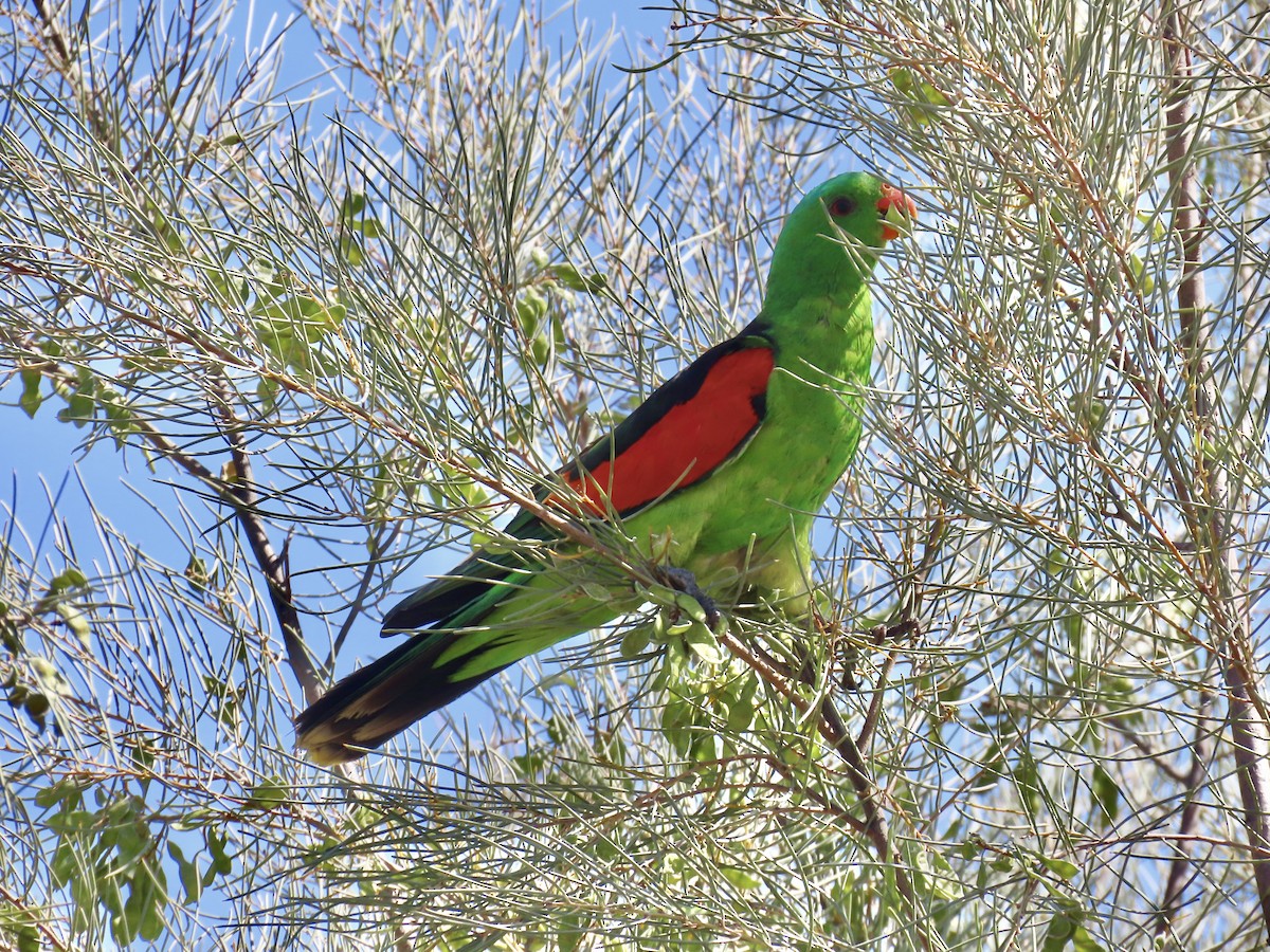 Red-winged Parrot - ML644312871