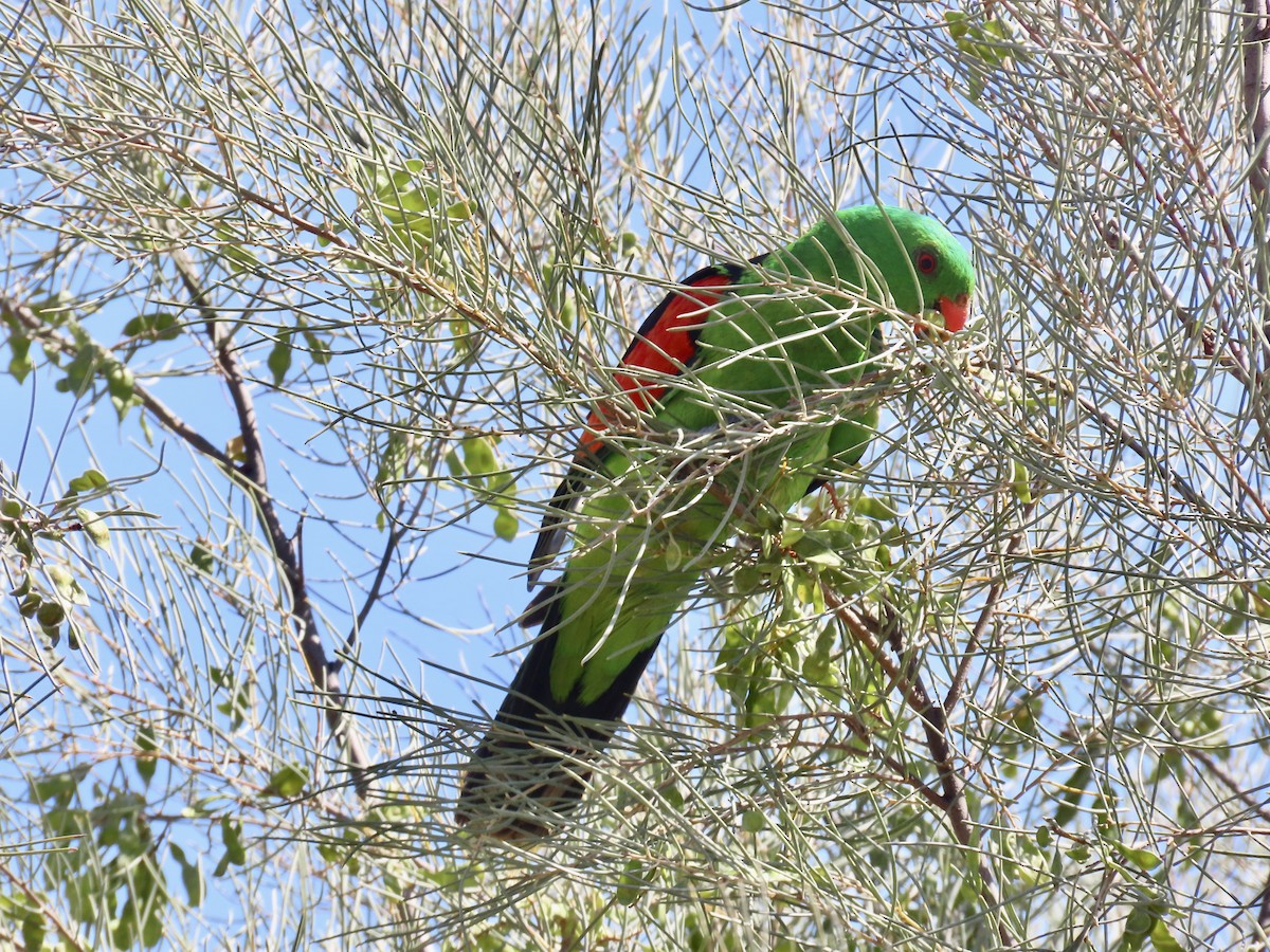 Red-winged Parrot - ML644312872