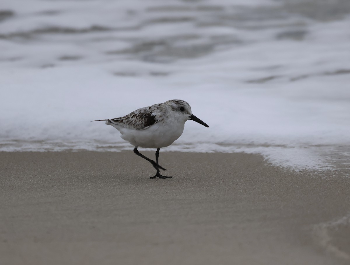 ミユビシギ - ML644312873