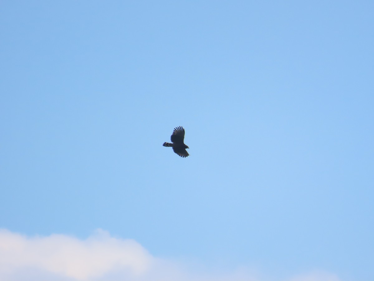 Crested Serpent-Eagle - ML644312875
