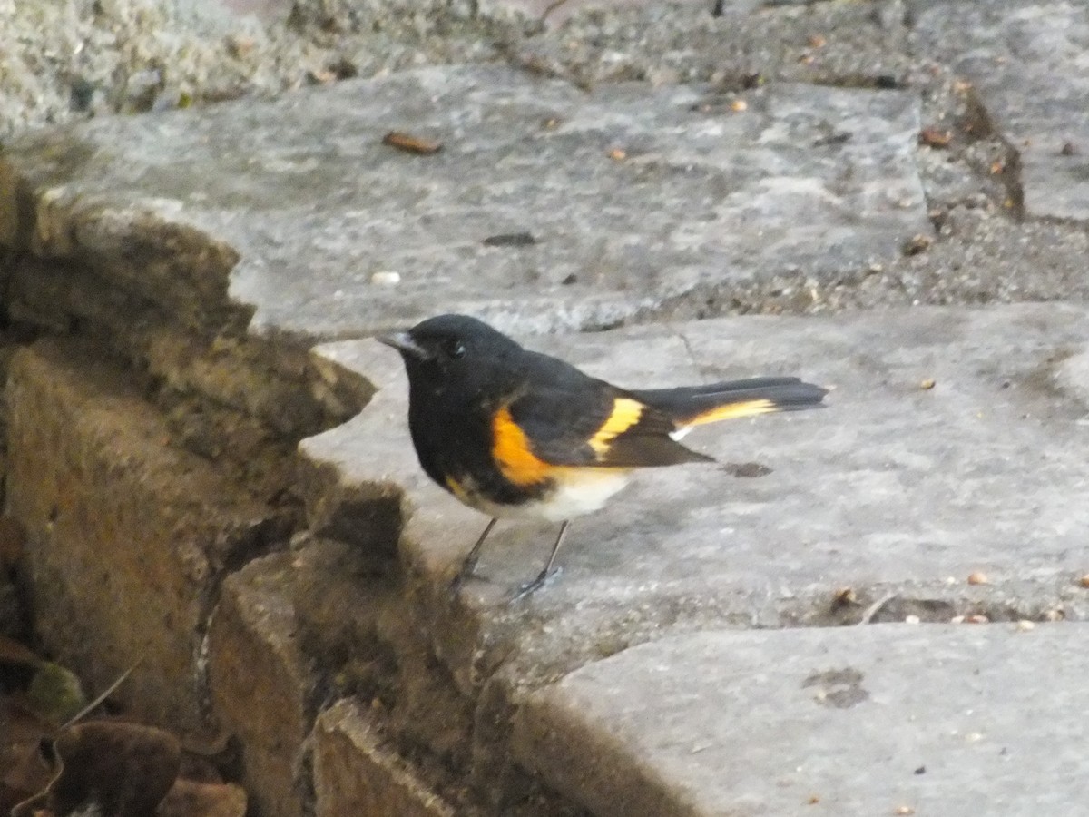 American Redstart - ML644312877