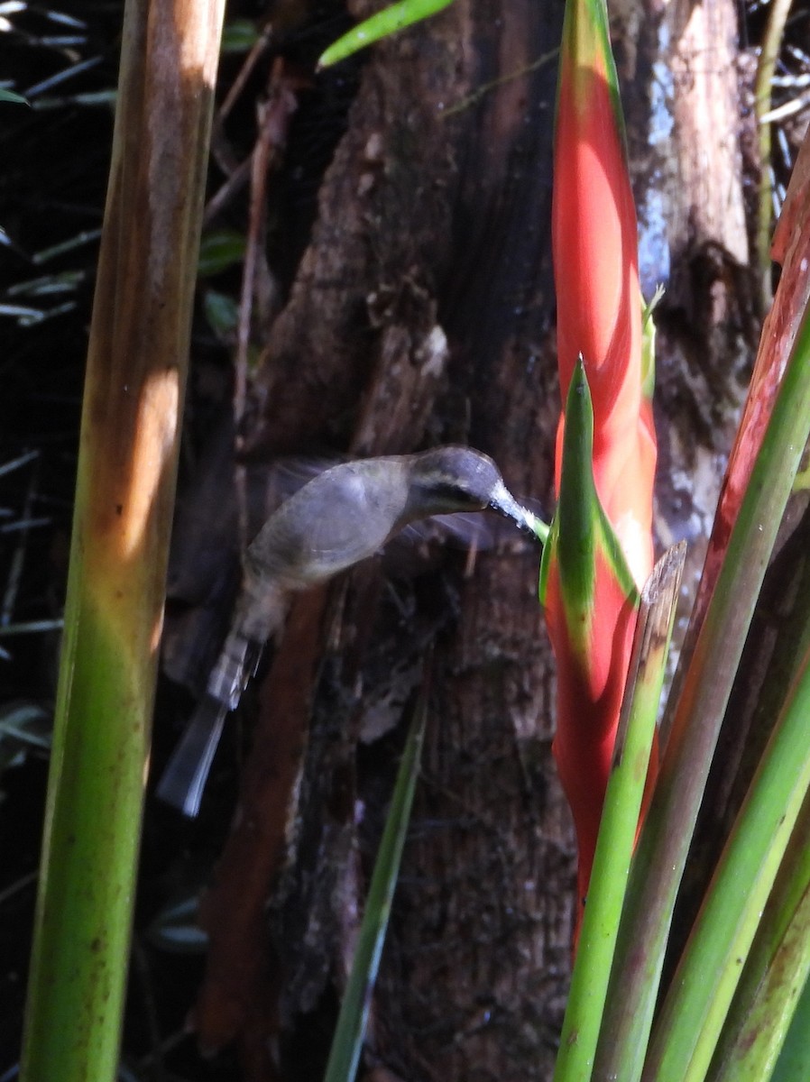 Long-billed Hermit - ML644312879