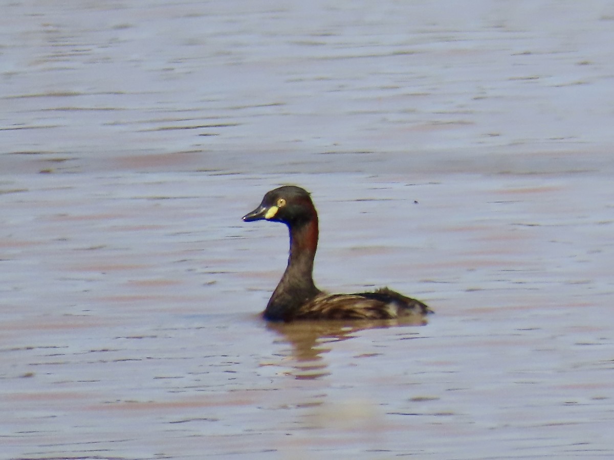 Australasian Grebe - ML644312880
