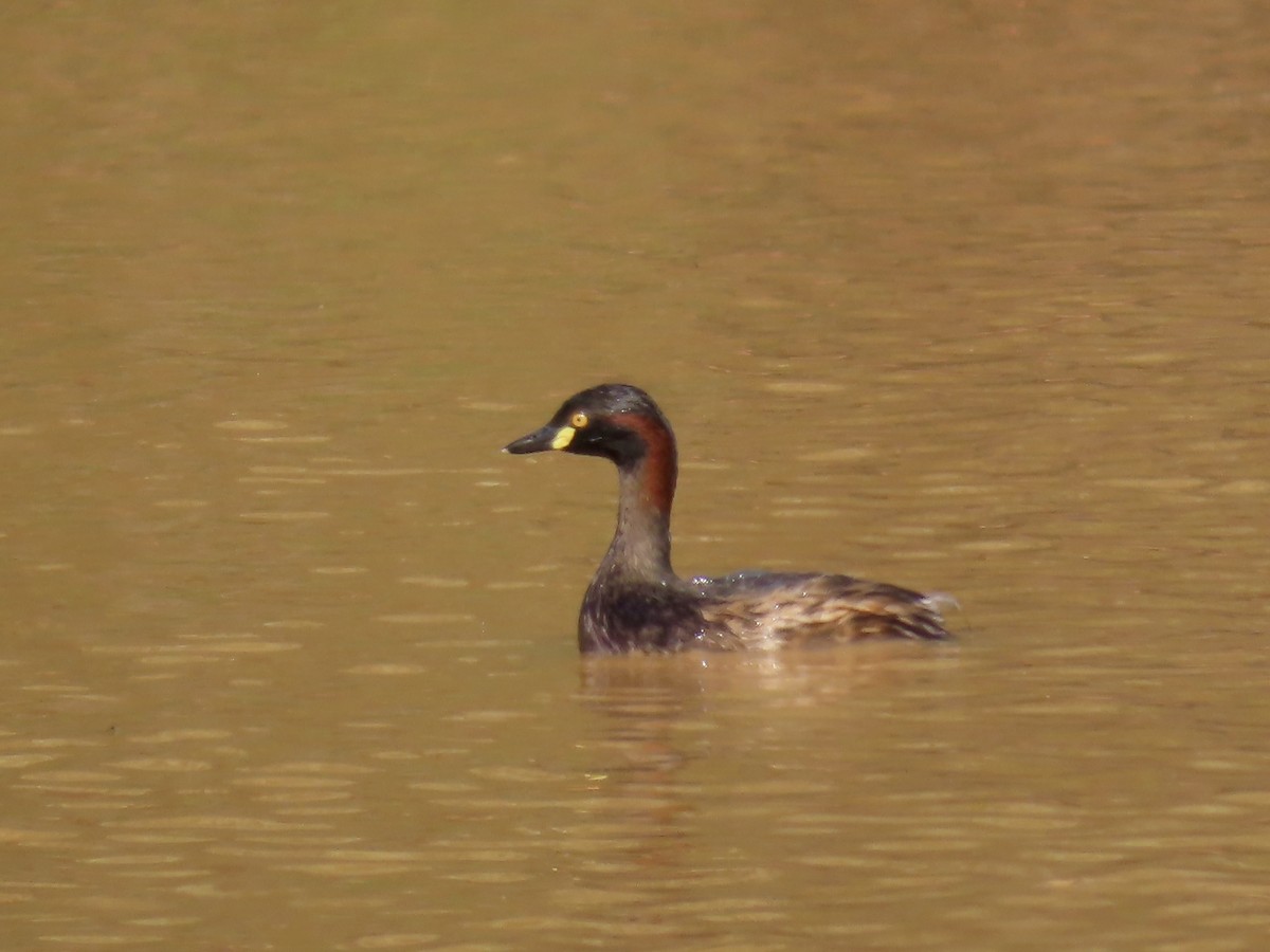 Australasian Grebe - ML644312881