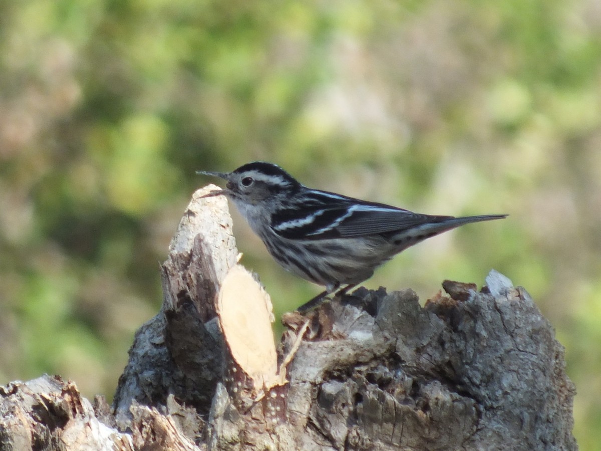 Black-and-white Warbler - ML644312885