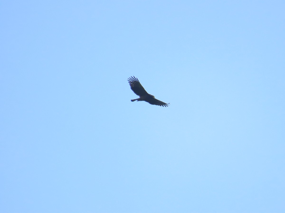 Crested Serpent-Eagle - ML644312892