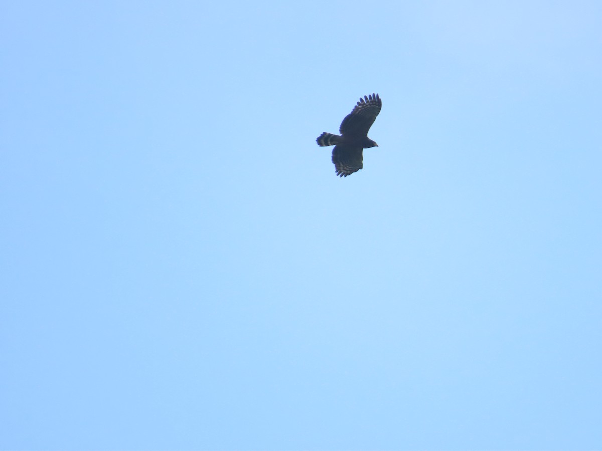 Crested Serpent-Eagle - ML644312893