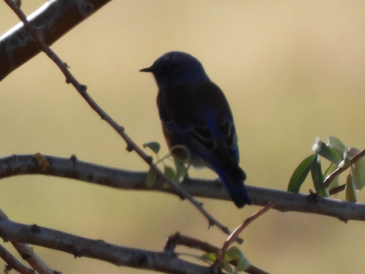 salašník západní - ML644312894