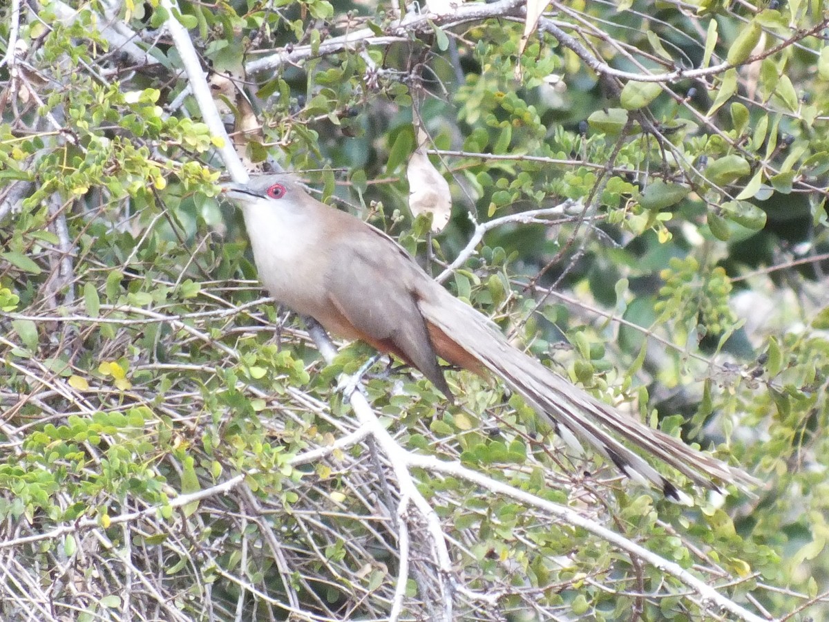Great Lizard-Cuckoo - ML644312897