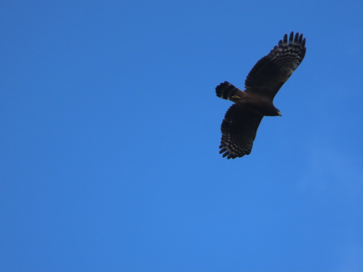 Crested Serpent-Eagle - ML644312901