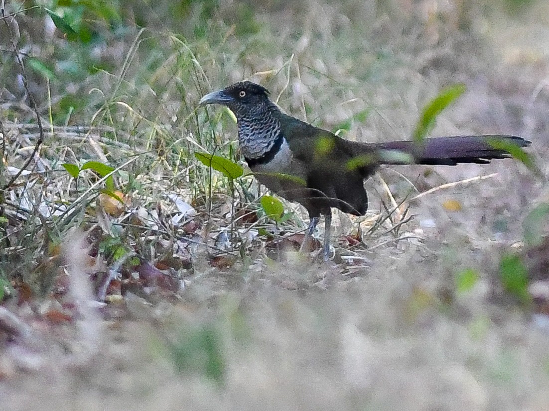 Таязура рудогуза - ML644312903