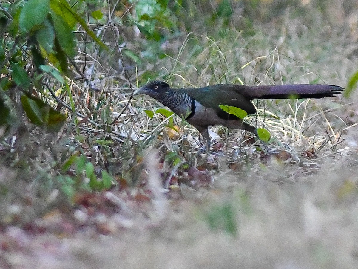 Таязура рудогуза - ML644312904