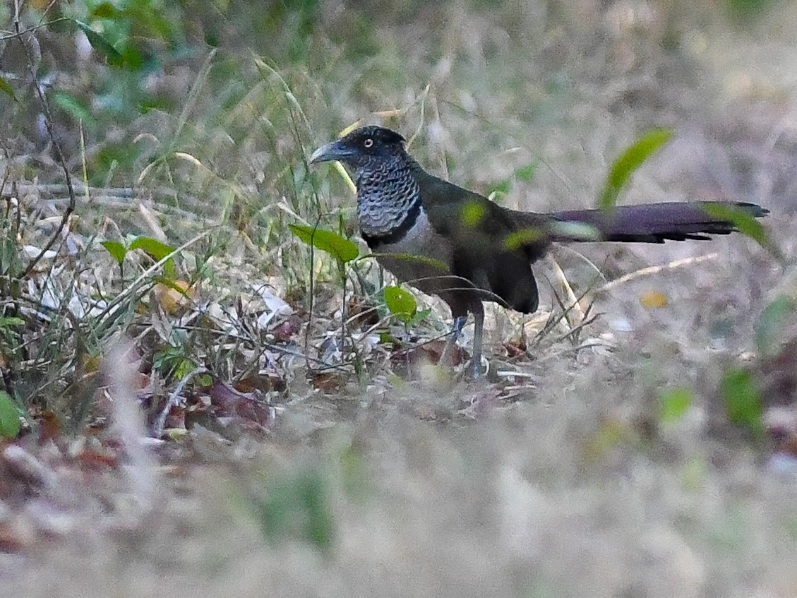 Таязура рудогуза - ML644312905