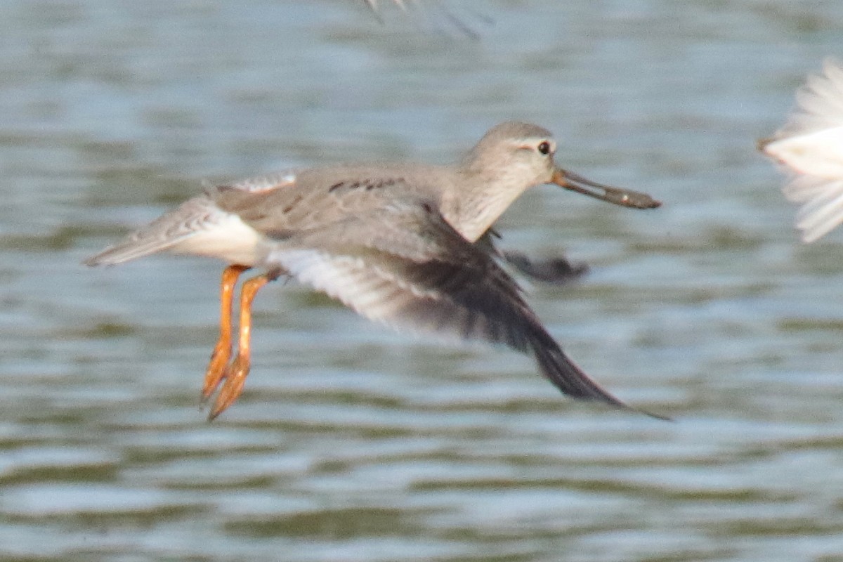 Chevalier bargette - ML644312909