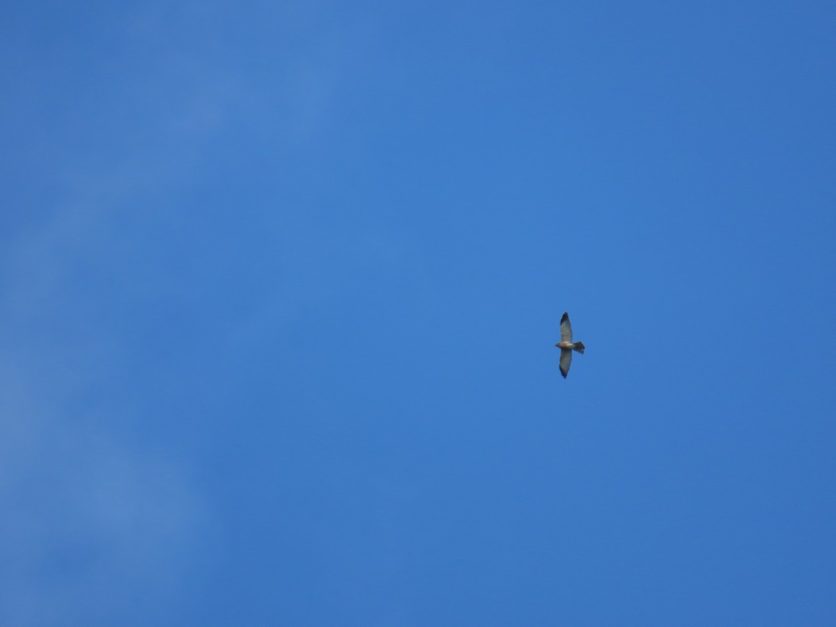 Chinese Sparrowhawk - ML644312913