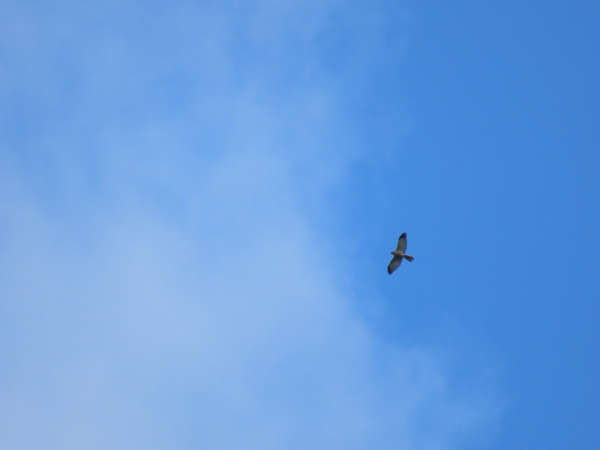 Chinese Sparrowhawk - ML644312915