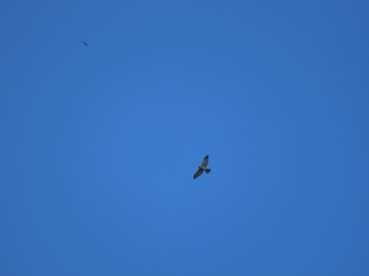 Chinese Sparrowhawk - ML644312916